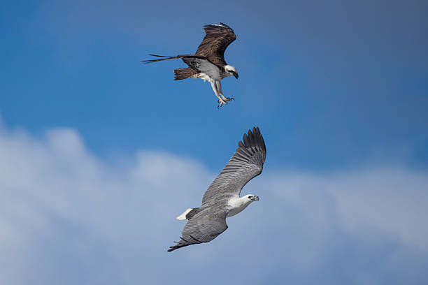 Taxon name: Eastern Osprey and White-bellied Sea-Eagle, Australia\nTaxon scientific name: Pandion haliaetus cristatus and leucogaster\nLocation: Sydney, New South Wales, Australia