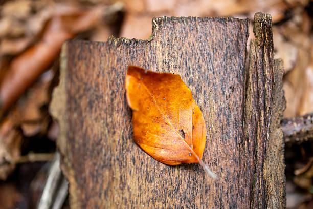 Autumn color beech leaf against inner side of a tree bark