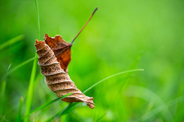 Selective focus of a Dry leaf against green background