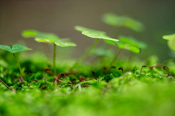 istock Selective focus of a four-leaf clover growing on the moss 2234565491