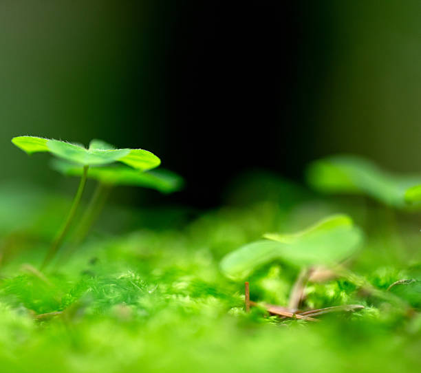 istock Selective focus of a four-leaf clover growing on the moss 2234565493