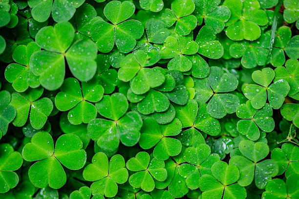 istock Top view of a four-leaf clover 2234565498