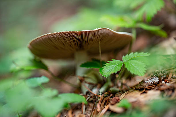 istock Low angle view of a mushroom growing in the woods 2234565689
