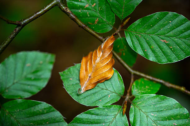 Green fresh and dry brown Beech tree leaves closeup