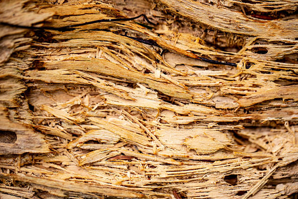 Old rotten wood affected by a fungal disease
