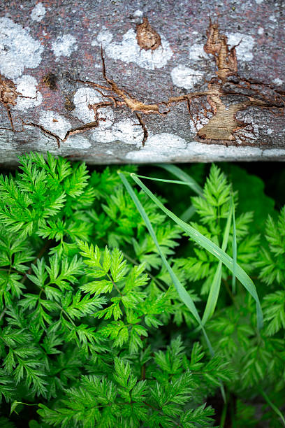 Spruce tree bark and next to Poison Hemlock plant