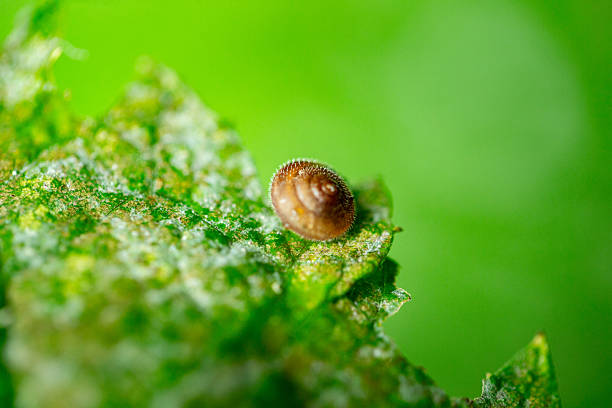 A detailed macro photograph of a snail shell exhibiting intricate spiraled patterns, positioned against an earthy orange textured background, merging organic design and natural simplicity in a harmonious composition.