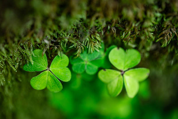 istock Clover growing over the moss in the woods 2234565784