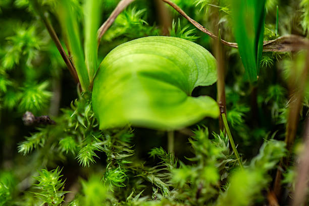 Young plants growing on the forest floor