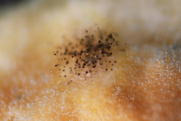 istock Loaf fungus 2234569099