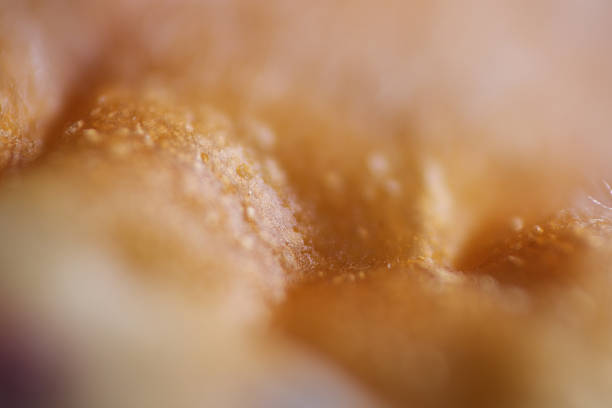 Moldy bread can make you sick or lead to breathing problems if you have a mold allergy