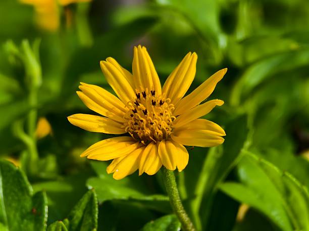 wedelia flowers