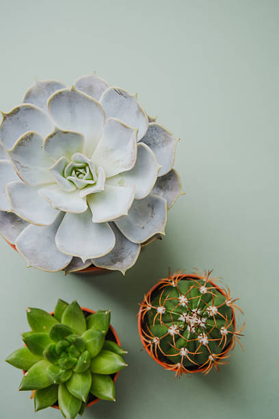 istock Three potted succulents and cactus sit on a pale green surface 2234572606