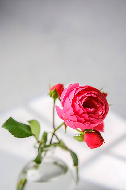 istock Pink rose bloom in glass vase with water, light shadows on bright background. 2234572613