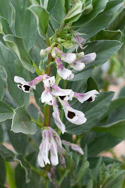istock Green bean plants in full bloom in a field 2234573750