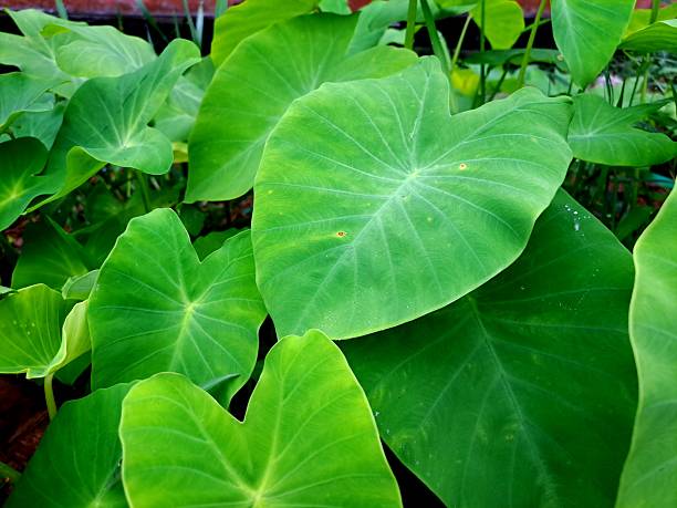 istock Fresh Green Taro Plant Leaves Close Up in Natural Environment 2234575607