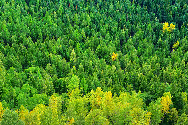 istock Forest In Glacier National Park 2234576239