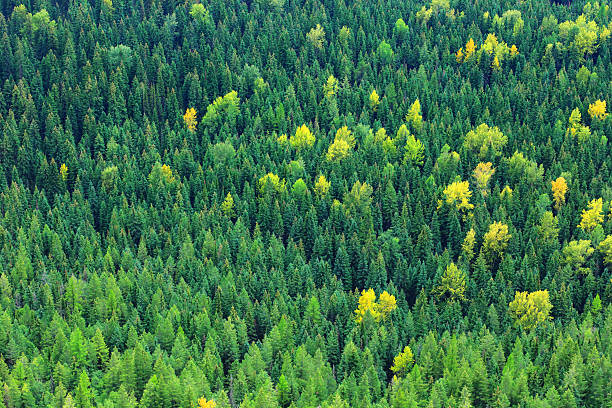istock Forest In Glacier National Park 2234576242