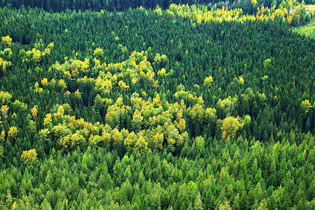 istock Forest In Glacier National Park 2234576248