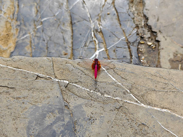 a little red dragonfly on the rock in sunny day