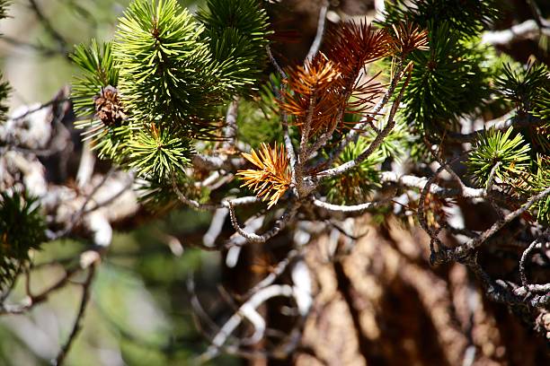 istock PLANTS AND PLANT PARTS 2234577985