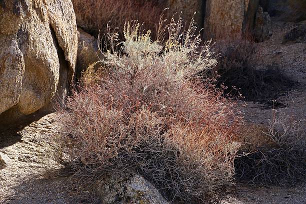 istock PLANTS AND PLANT PARTS 2234578149