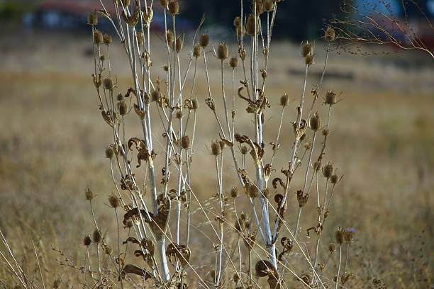 istock PLANTS AND PLANT PARTS 2234578279