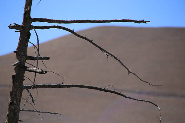 Palma volcanic Eruption. El Paso.Burnt trees, and ashes.