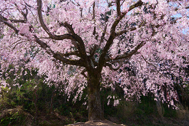 istock Weeping cherry blossoms in full bloom bathed in the spring sunshine 2234582231