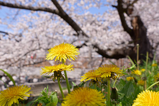 One branch with pink flowers of sakura on blurred background