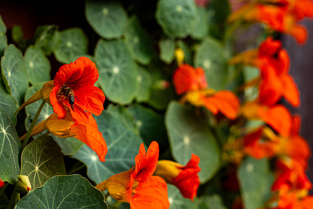 Bee on orange nasturtium flower with green leaves in Kelowna, British Columbia, Canada