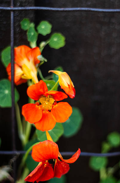 nasturtium or tropaeolum edible flower closeup