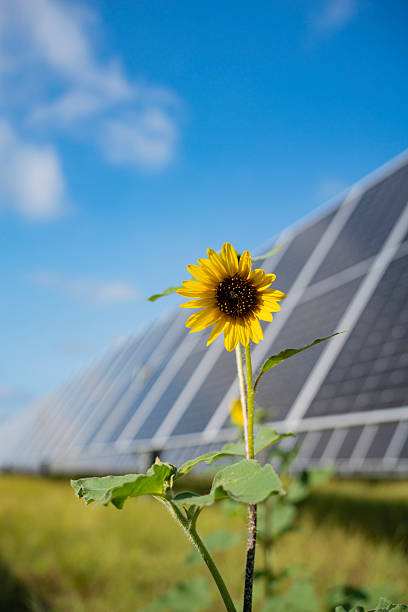 Sunflowers amongst solar panels in central Texas in Bandera, Texas, United States