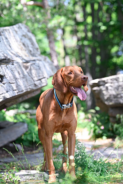 istock Brown Vizsla dog in the nature 2234582844