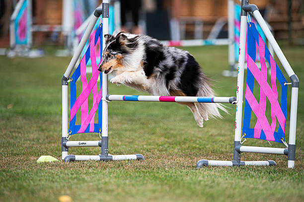 istock Shetland Sheepdog jumping over obstacles in agility competitions. 2234582848