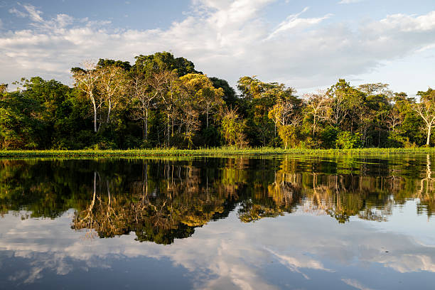 istock Beautiful view to green amazon rainforest vegetation with lake 2234583792