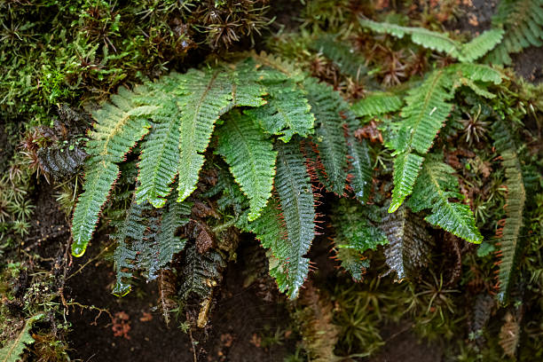 istock Beautiful view to green amazon rainforest riverside plant 2234584214