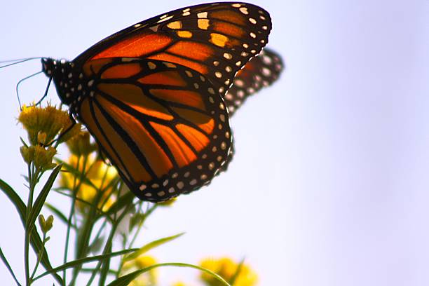 istock Monarch Butterfly Perched on Goldenrod Closeup 2234585437