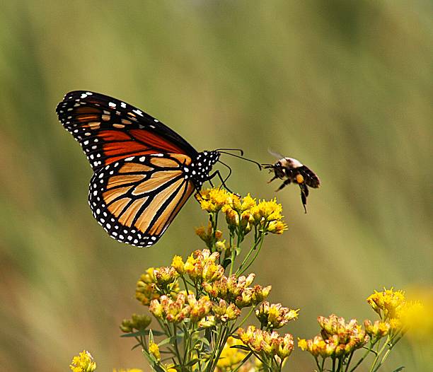 Monach Butterfly and Bumble Bee on Yellow Flower