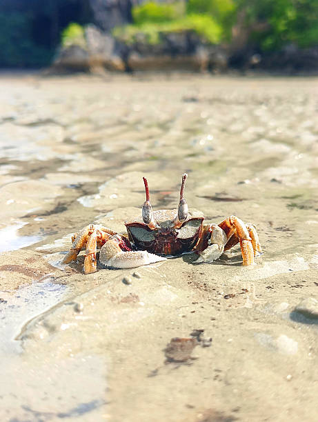 istock Crab on Beach mangrove forest blur background 2234585527