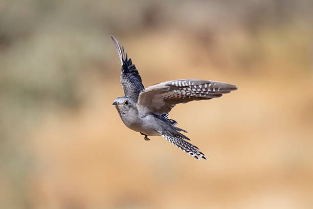 istock Pallid Cuckoo, Australia 2234587119