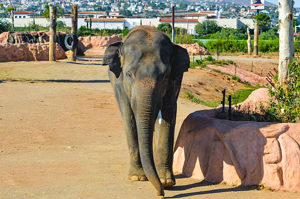istock Elephant walking forward at Attica Zoological Park in Athens, Greece. 2234592637