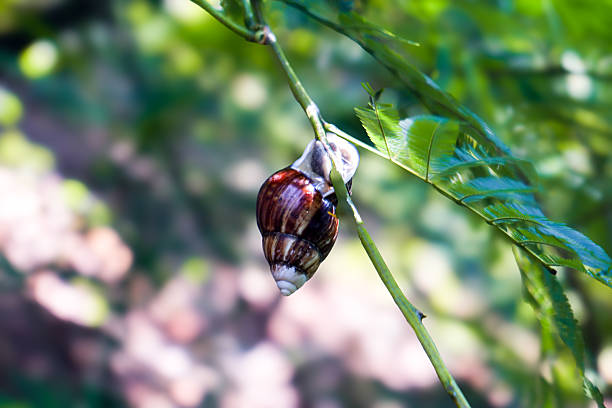 Snail on Tree Branch with Nature Bokeh Background