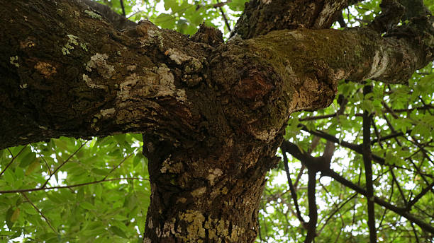 istock Close Up of Tree Trunk with Green Leaves 2234594967