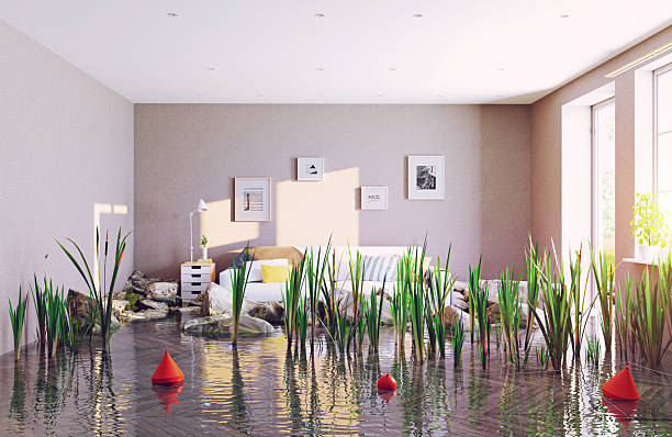 istock Flooded Interior Green Plants 2234595029