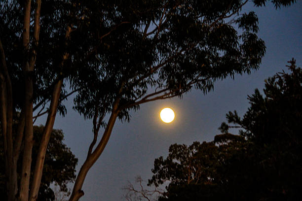 istock A bright full moon shines through the silhouette of eucalyptus trees 2234595147