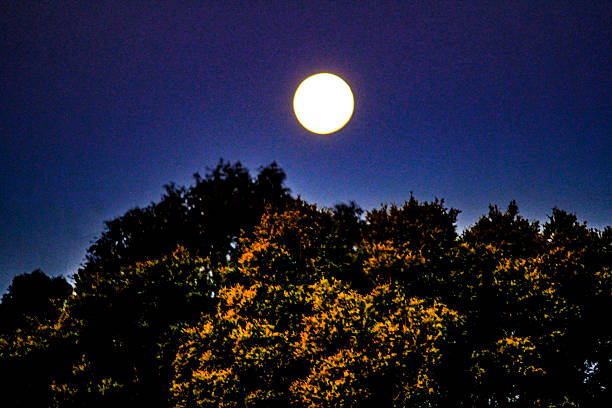 A bright full moon illuminates the night sky above the silhouettes of trees in Sydney, NSW, Australia (Photo by Tara Chand Malhotra)