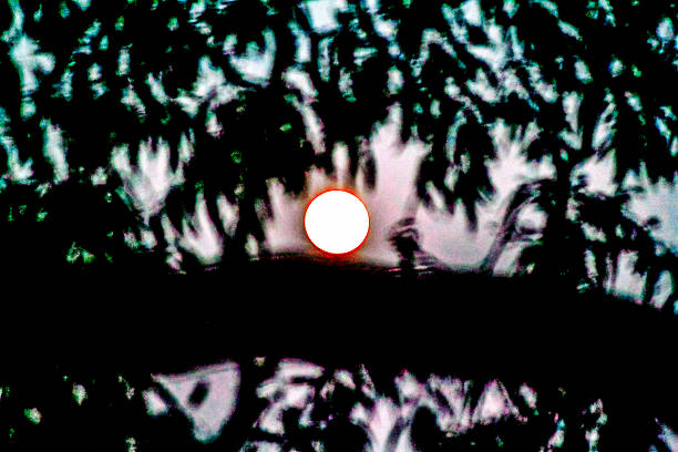 A glowing full moon peeks through the fronds of a silhouetted tree in Sydney, NSW, Australia (Photo by Tara Chand Malhotra)
