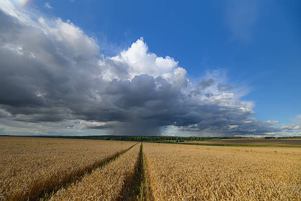 istock A Beautiful Cotton Field Set Against a Dramatic and Dynamic Sky That Captivates the Eye 2234596366