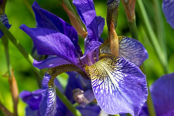 istock bright blue Siberian iris flowers on a blurred background 2234598963